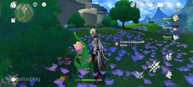 Сбор семян Радужной розы