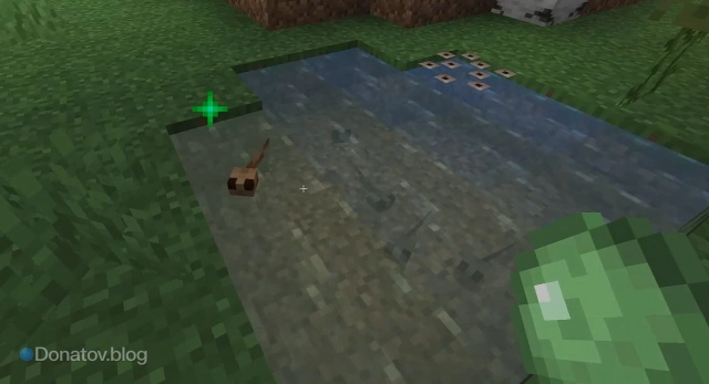 Головастики в водоёме