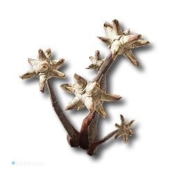 Калкодендра