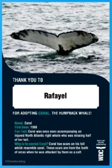 Горбатый кит Коралл