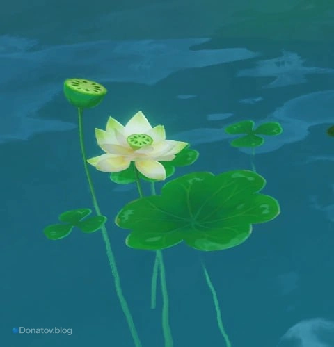 Чашечка лотоса в Genshin Impact